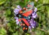 Zygaena transalpina